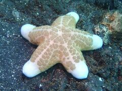 Choriaster granulatus