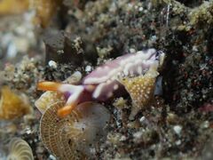 Thuridilla albopustulosa