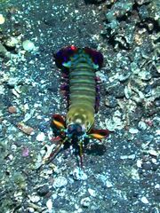 Odontodactylus scyllarus