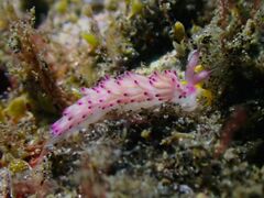Favorinus mirabilis