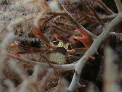 Quadrella maculosa