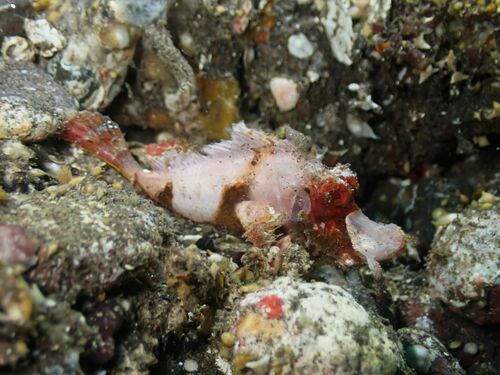 Filament scorpionfish (Hipposcorpaena filamentosus) — Scorpaenidae — 4