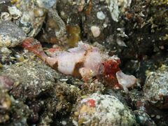 Rhinopias eschmeyeri