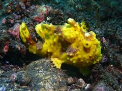 Antennarius maculatus