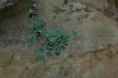 Medicago arborea