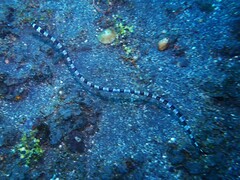Leiuranus semicinctus