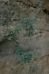 Medicago arborea