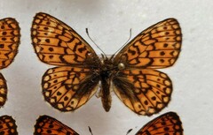 Boloria eunomia