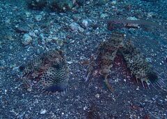 Dactyloptena orientalis