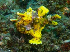 Antennarius maculatus