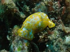 Lamprohaminoea evelinae