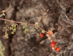 Chenopodium nutans nutans