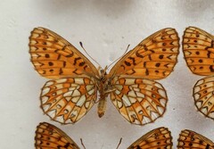 Boloria eunomia