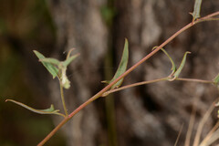 Chenopodium nutans nutans