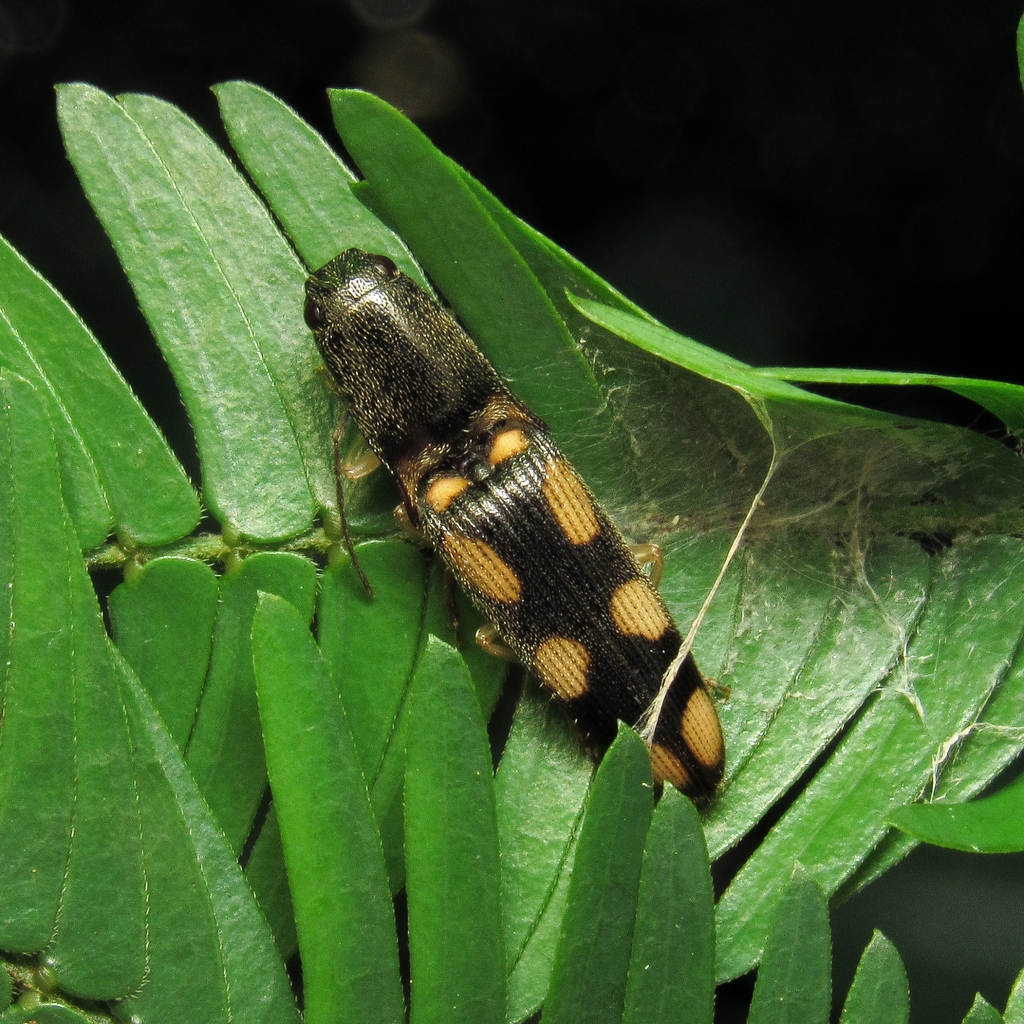 Aeolus octoguttatus