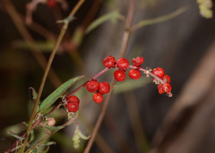 Chenopodium nutans nutans
