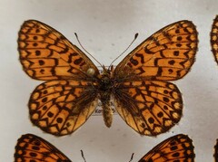 Boloria eunomia