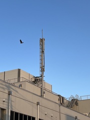 Milvus migrans lineatus