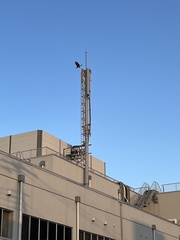 Milvus migrans lineatus