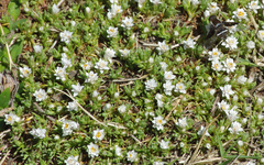Helichrysum caespititium