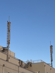 Milvus migrans lineatus