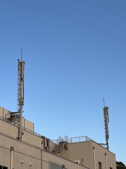 Milvus migrans lineatus