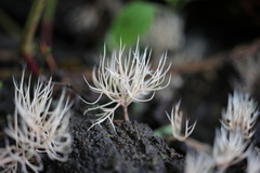 Pterula subulata
