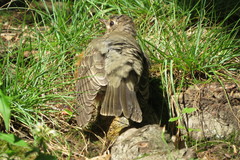 Turdus migratorius