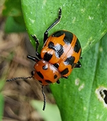 Euryope terminalis