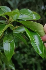 Dendropanax dentiger