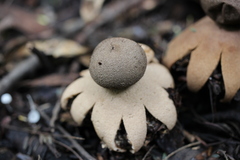 Geastrum hieronymi