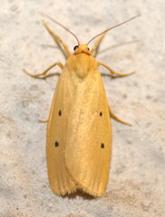 Cyana rejecta