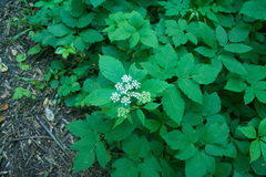 Aegopodium