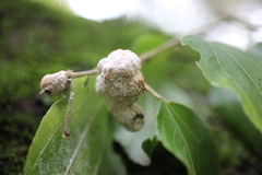 Coniodictyum chevalieri