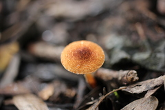 Lepiota castanea