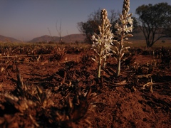 Drimia sanguinea
