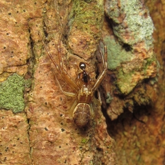 Thomisidae
