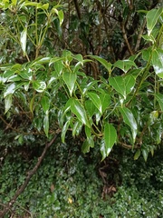 Dendropanax dentiger