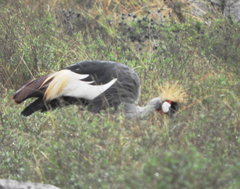 Balearica regulorum