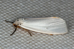 Ilemodes astriga