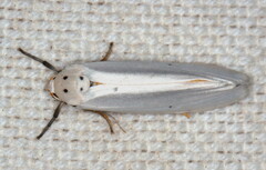 Ilemodes astriga