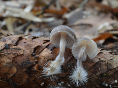 Mycena plumipes