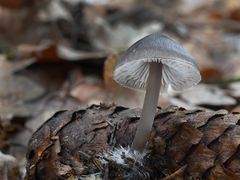 Mycena plumipes