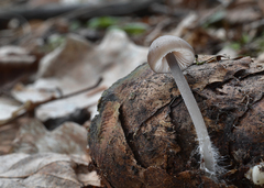 Mycena plumipes