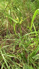 Cyperus laxus