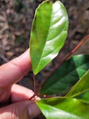 Elaeocarpus japonicus