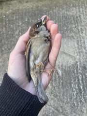 Passer domesticus balearoibericus