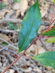 Elaeocarpus japonicus