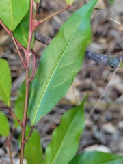 Elaeocarpus japonicus