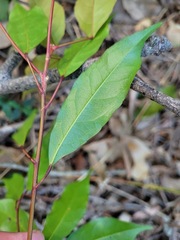 Elaeocarpus japonicus
